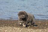 DOGUE DU TIBET 071